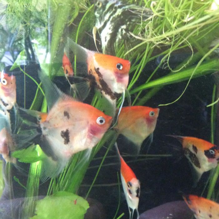 Салярия супер Ред и Ред девил