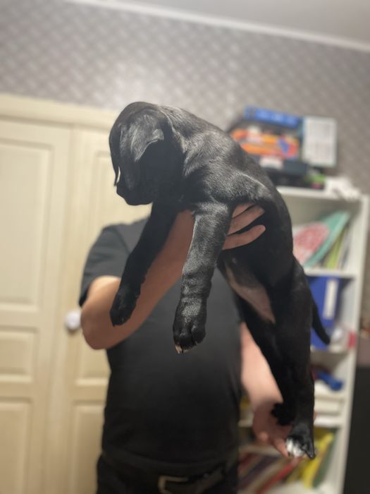 Цуценята Кане - Корсо 2 красуні