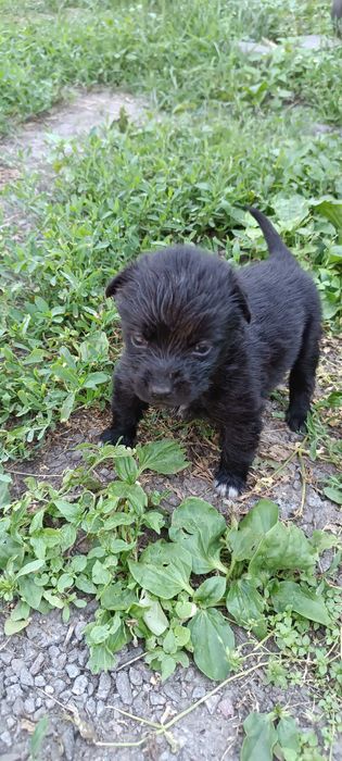 ТЕРМІНОВО цуцики шукають дім