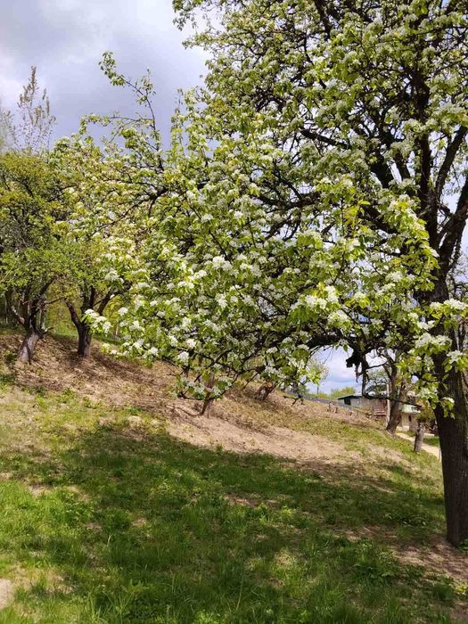 Продаж земельної ділянки в селі Вербовець.