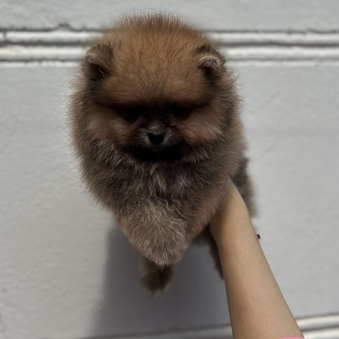 ляльковий Ведмедик шоу классу