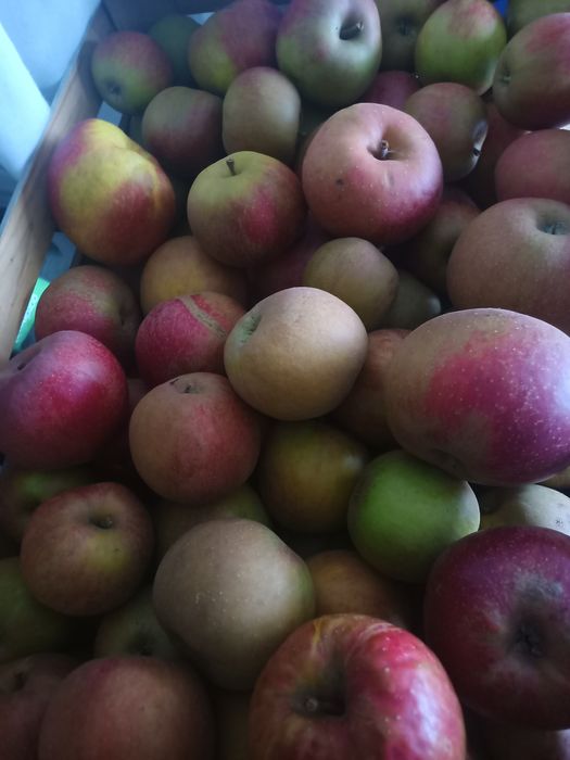 Jabłka odmiana idaret