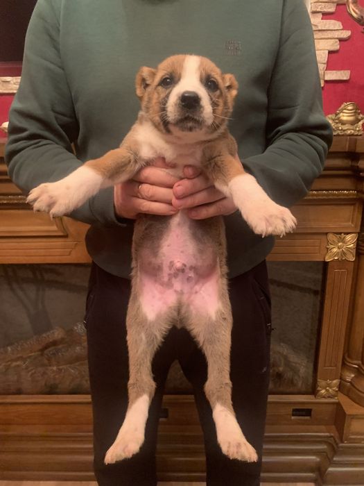 Продам щенят Алабая