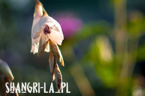Dierama Pulcherrimum Album - Snowbells, Anielska wędka