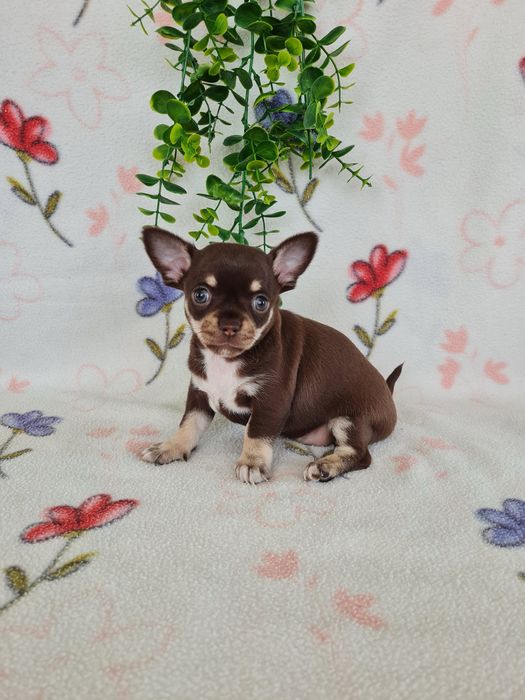 Excelente  menina mini Chihuahua/Chiuaua de Qualidade. Lunhagem Russa