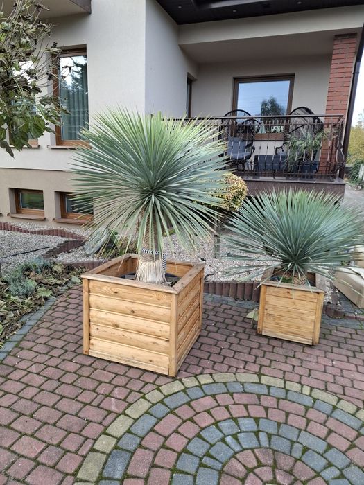 Yucca Rostrata juka roślina egzotyczna Palma Trachycarpus