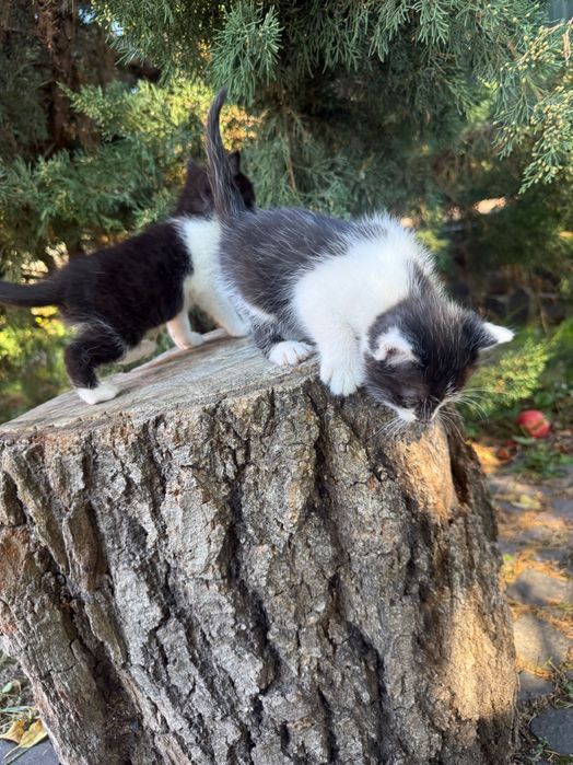 Кошенята