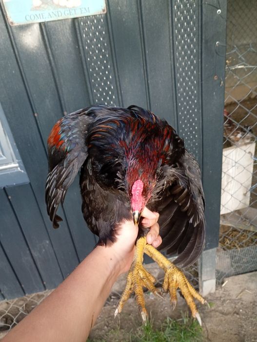 Sprzedam koguta Araucana