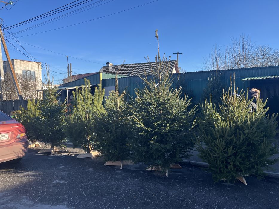 Новорічні Ялинки,Сосна Відправляємо Новою Поштою