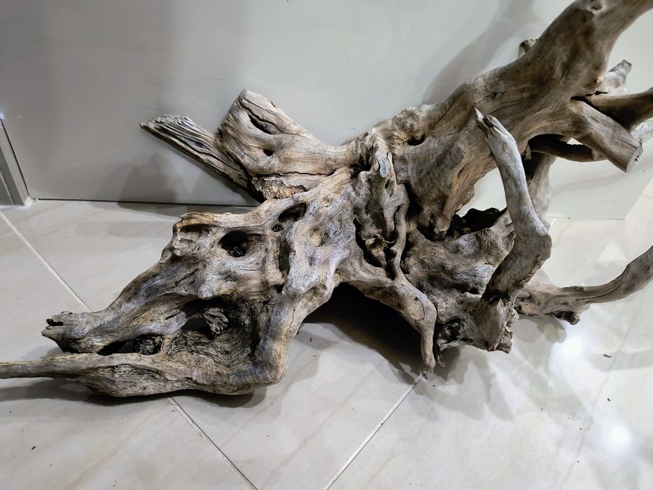 Korzeń.Bardzo ładny i krztaltny