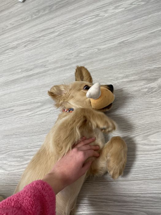 Песик породи англійський кокер спаніель