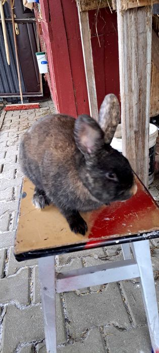 Króliki samica samiec