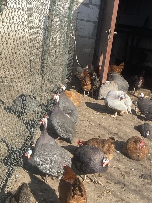 Perlice, perliczki, pentarki -brojler