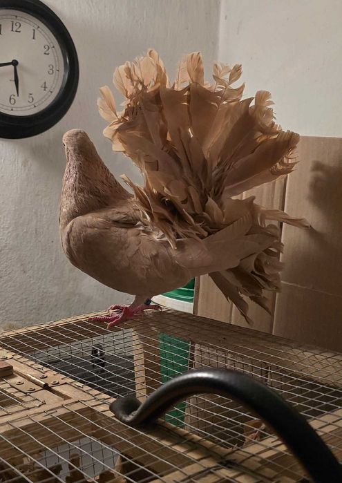 Gołębie Pawiki na Sprzedaż