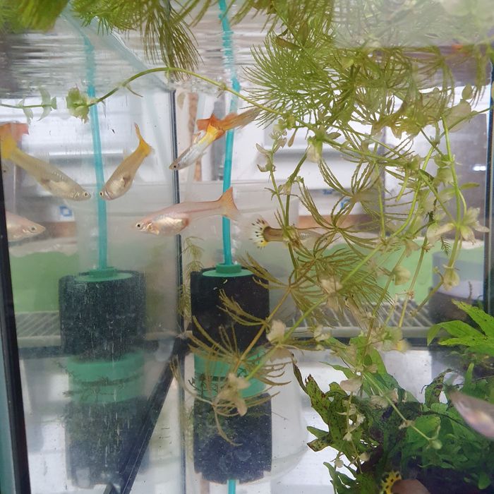 Rybki akwariowe Gupik