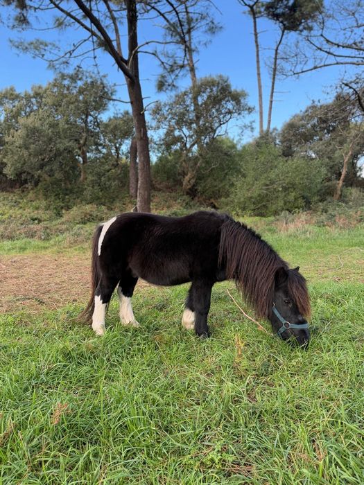 Ponei montado engatado
