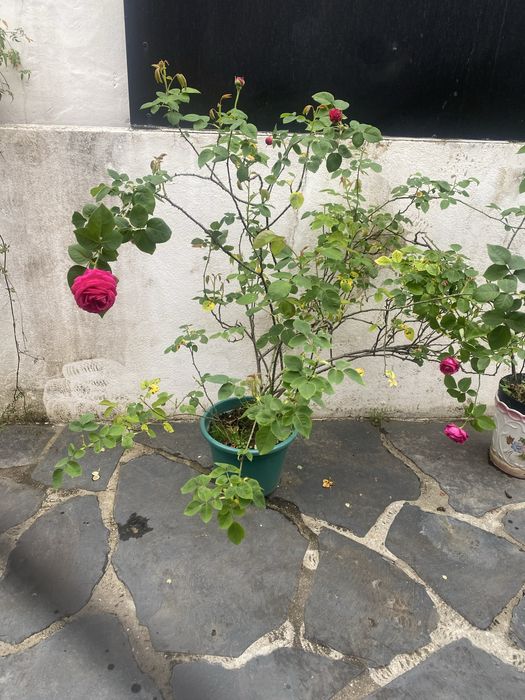 Planta Roseira de alexandria perfumadas