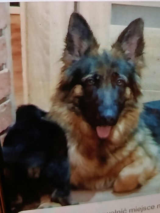 Owczarek niemiecki długowłosy