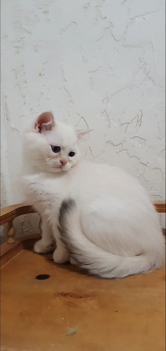 Золотий британський шиншила пойнт