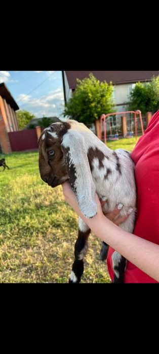 Продам Англо-нубійських кіз
