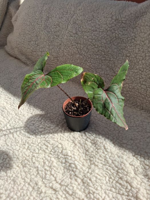 Cyrtosperma johnstonii