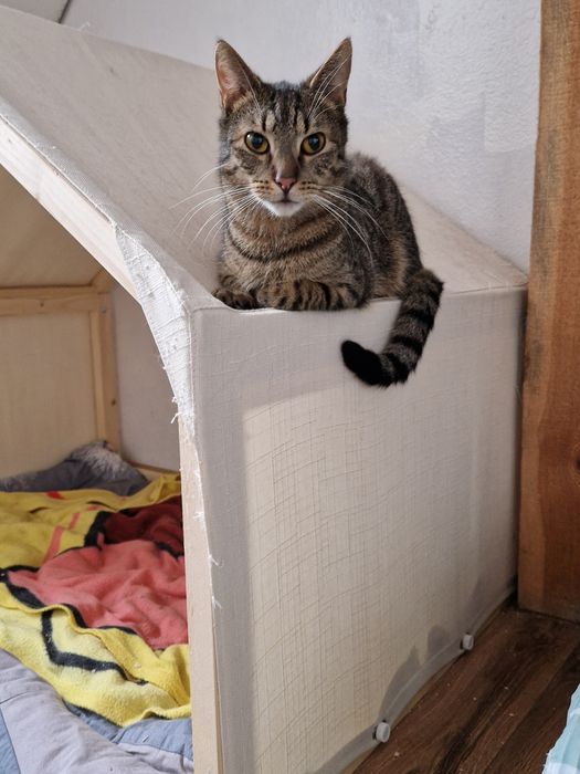 Wiele kotkow szuka pilnie domków