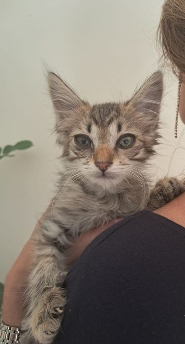 Gatinho tigrado peludinho