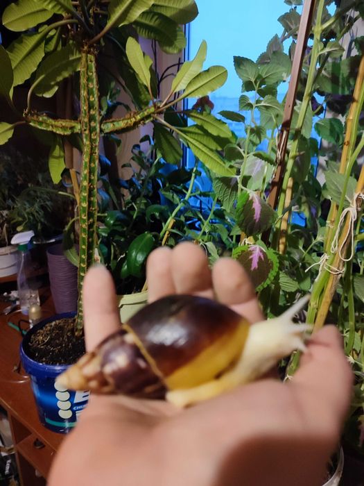 Отдам улиточек ахатин в хорошие руки