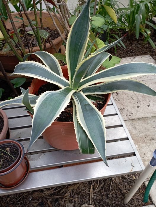 Cato verde e amarelo