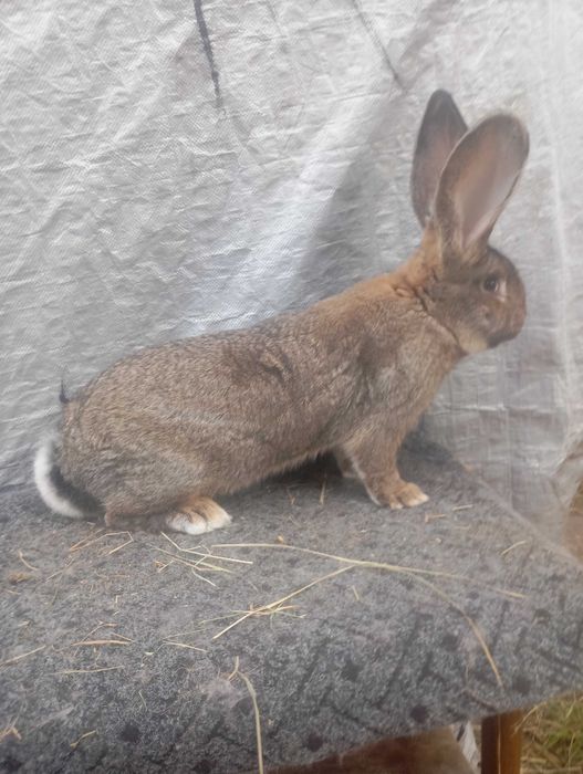 Sprzedam samca olbrzyma belgijskiego szarego