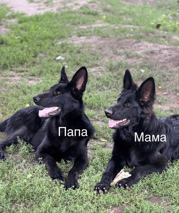 Щенки черной  европейской овчарки
