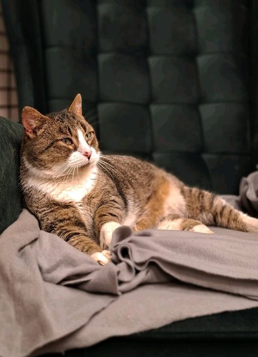 Przytulas Ecik czeka na dom w schronisku