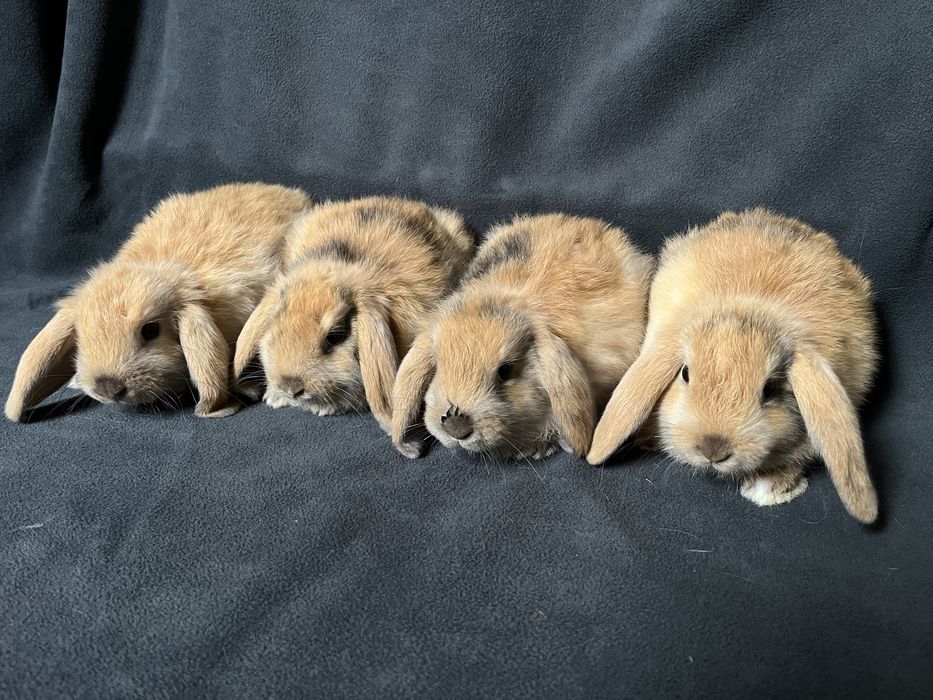 Króliki baranki miniaturowe mini lop
