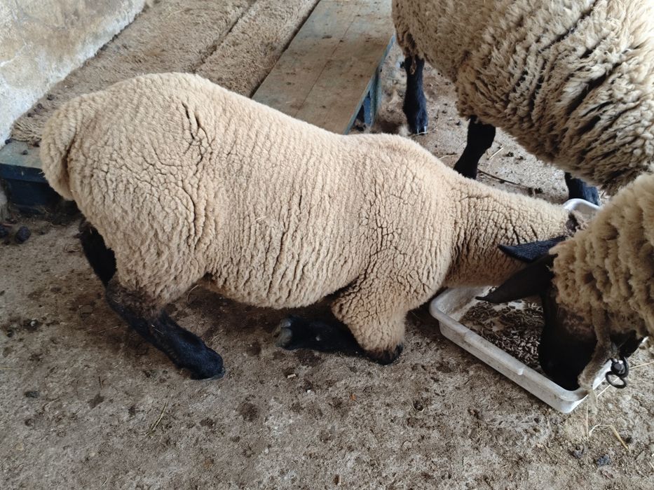 Macho Suffolk cruzado