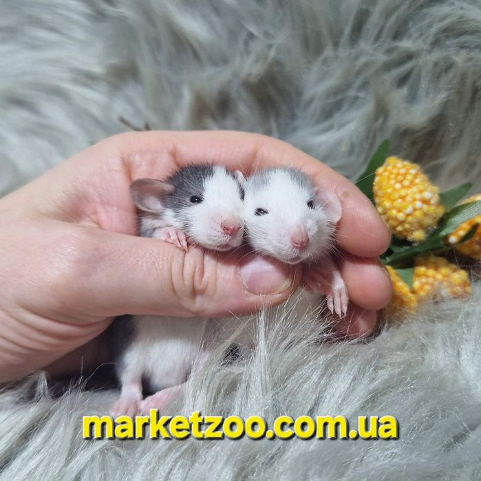 Ексклюзивні Дамбо щурики – рідкісні окраси "Блакитний Хаскі" та "Хаск