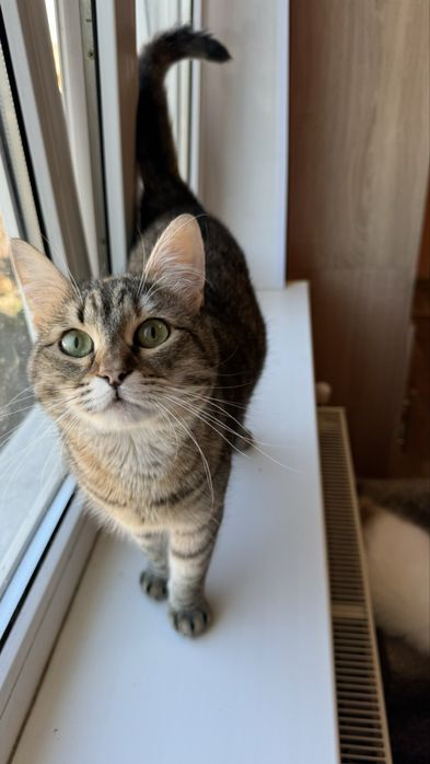 Кошка котенок молодая полосатая серая коричневая кішка кошеня смугаста