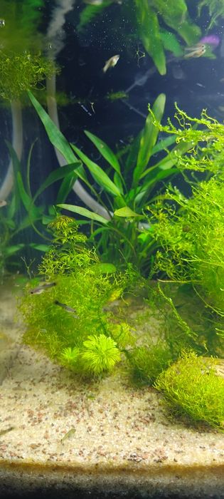 Guppys juvenis criação própria