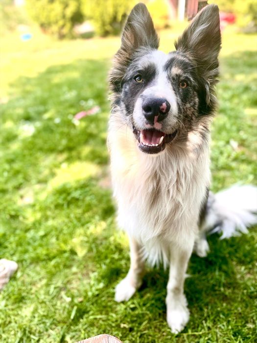 Border collie suczka