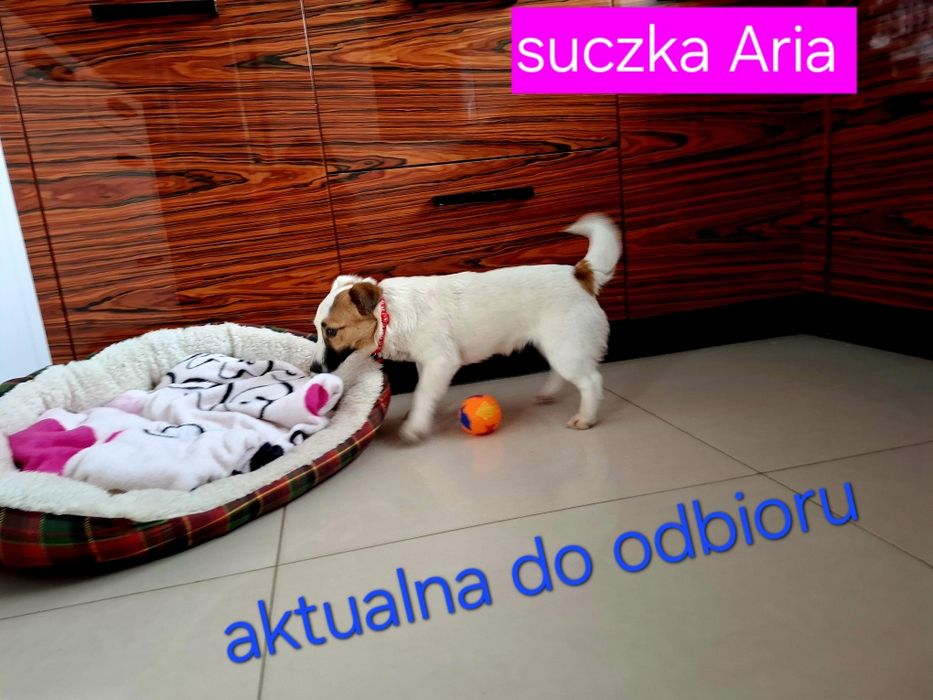 Suczka 17m - cy JRT krótkie nóżki Rodzice WHODOWLI