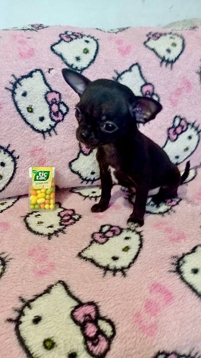 Цуценята чихуахуа міні