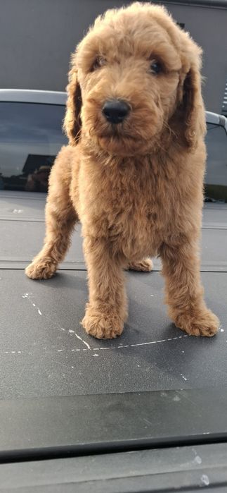 Goldendoodle f1b standard