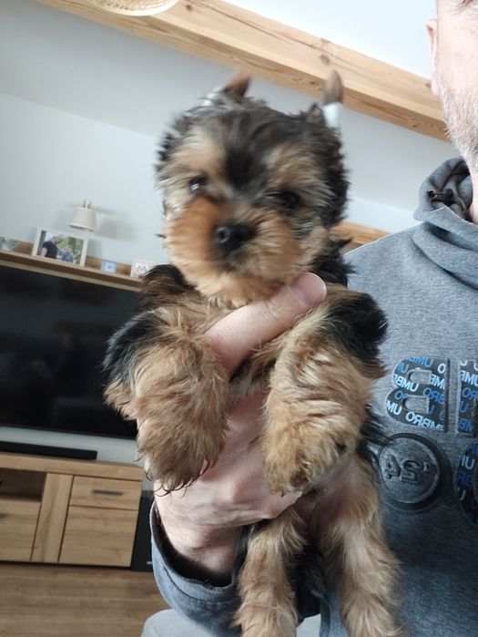 Piesek rasy Yorkshire terrier