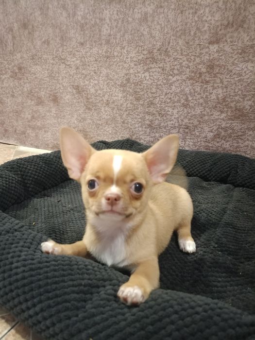 Чудовий малюк чихуахуа