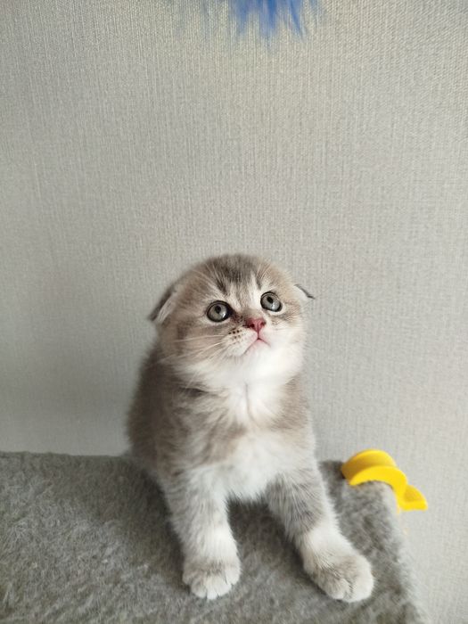 сріблястий таббі ,black silver tabby.шиншила веслоуха дівчинка
