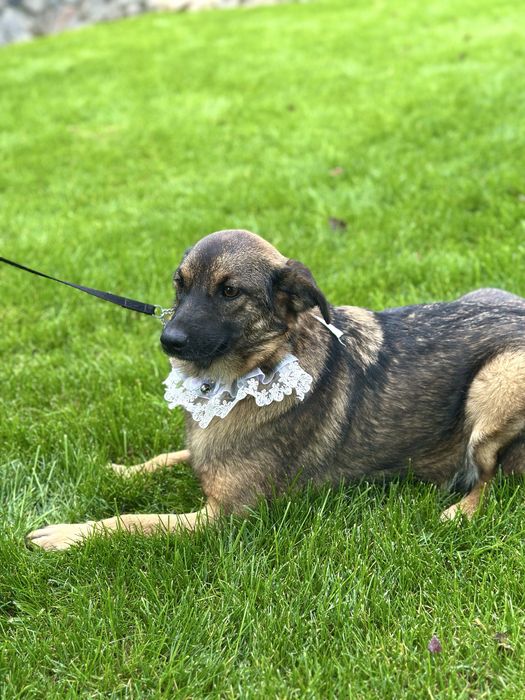 Собачка дівчинка в добрі руки (стерильна)