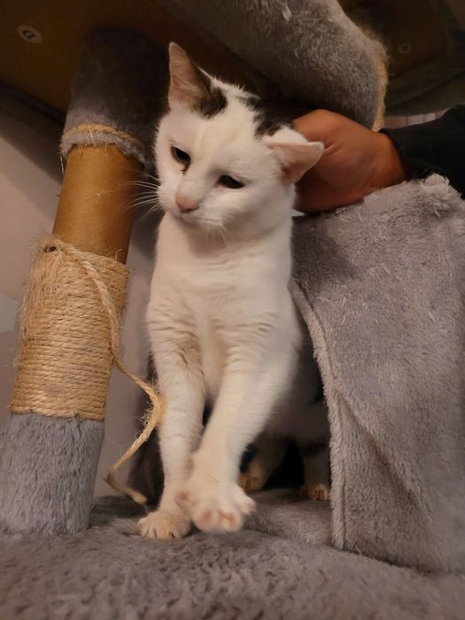 Starsza, spokojna kotka szuka swojego miejsca na ziemi!