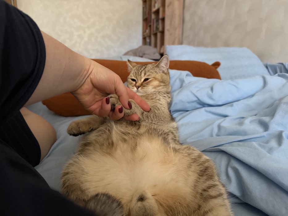 Вязка, британська шиншила
