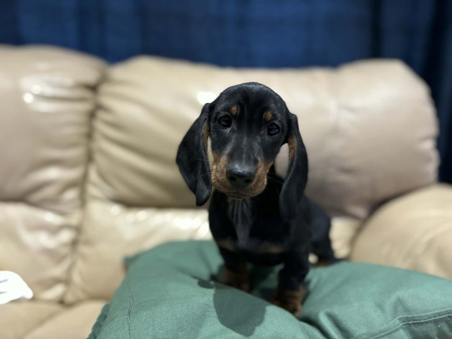 Piekna Suczkq jamnik czarna podpalana