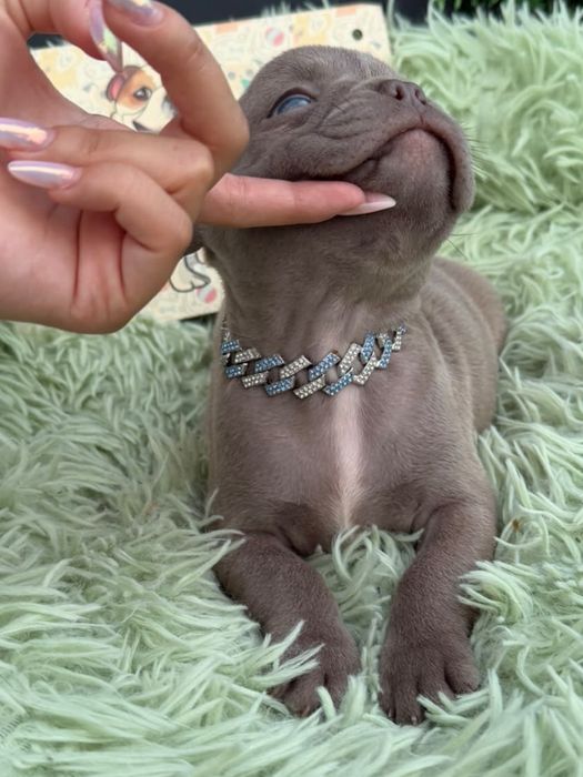 Menino buldog frances lilac