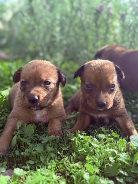 Três bebés à procura de uma família – 2 Cão e 1 Cadela